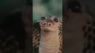 🤣🤣🤣🤣 crying snake 🐍