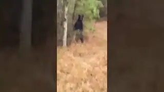 Медведь в шоке от наглости людей (прикол) 