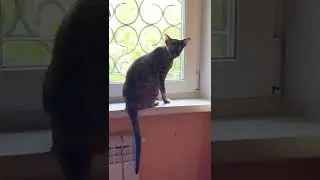 Ориентальная кошка. Хищник и добыча / Несси и муха.