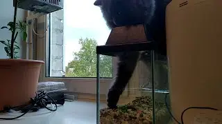 Кошка, ящерица и гусеница: неожиданное падение кошки