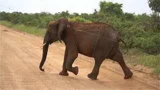 Adult elephant with his baby in african savanna walking near road, wild nature park animals