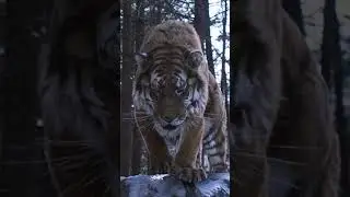The tiger is going to jump out of the screen. Are you afraid?
