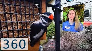 PacSci 360° All About Woodpeckers