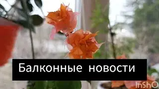 балконные новости