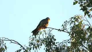 Чеглок / Eurasian Hobby