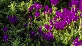 TimeLaps - Mittagsblumen