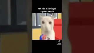Кот в автобусе ест чипсы целый час! No way!