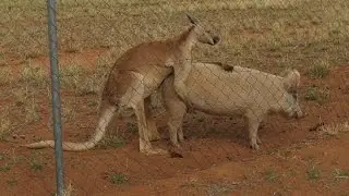 Kangaroo has sex with pig - that's Australia!