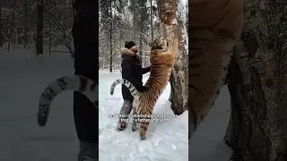 The touching story of a man and a tiger 