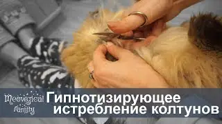 🤤 How to cut out mats from a cat's hair?