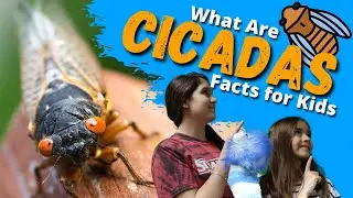 What Are CICADAS? The Loudest Bug In The World| Facts for Kids