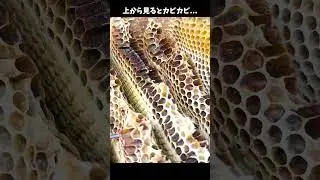 師匠のハチミツ採取を見学♪私は京都の週末養蜂家！ #Shorts