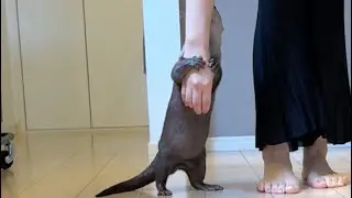 カワウソさくらの足の状態その後 Otter Sakura's foot condition afterwards