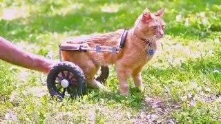 Akamatsu the Cat: Extended Version
