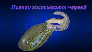 Пиявки засасывают дождевые червей