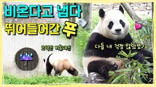 [ep.277] 비 온다고 냅다 뚱땅뚱땅 뛰어들어간 기특한 푸바오☔️ 대뜸 잠에서 깨더니..푸바오가 보여준 감격적인 순간!!!!🌿💕💕 짹짹이들에게 화가 난 원조 꽁칫푸야😡