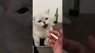 Funny Cat moments #cats #catfight #funny #funnyanimal
