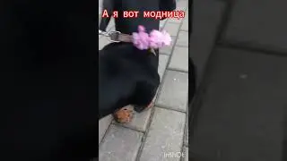 Тиша модница#dog#смешное собака #такса#тиша#taksa #прикол#животные#а4#мода