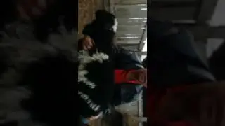 Атырау, сагыз  туылган  козы