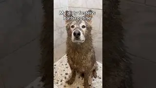 Do you think Glacier enjoyed it? 🧼💜🐾 