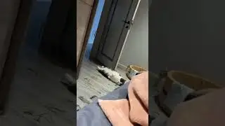 kucing peregangan