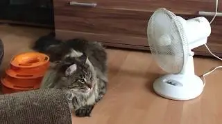 Мейн Кун и долгожданная прохлада ! Maine Coon and the long-awaited coolness !