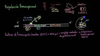 Regulación de la transcripción | Khan Academy en Español