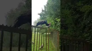 Peacocks