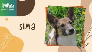 Sima