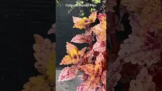 Колеус «Хоней Пай» (Coleus «Honey Pie») / Красивые растения для сада
