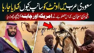 Why Do Camels Eat Snakes and Cry? | New Camel Project by Mohammed bin Salman