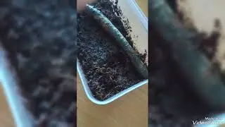 Распаковка и заселение новых пауков и кивсяков. О чем будет контент?