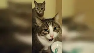🐈 Feeding little tigers! full 😻 #cat #shorts