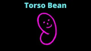Drawing the Torso with the Bean Shape