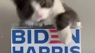 A purr-fect reminder for you to vote