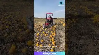 That Melon-Herding Tractor is a Genius Invention! 😂 Farming Level: EXPERT! You Have to See This!