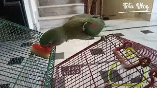 Summer Enjoyment of Totu #totuvlog #eatingparrot