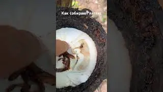 Как собирают латекс