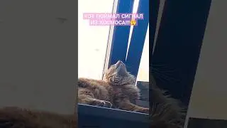 как теперь с этим жить?!? 😱 #кот #поймал #сигналы #космос #shorts