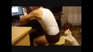 Харизма и кот Отключись от Сети