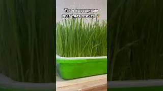 Трава для птиц 👍