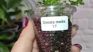 Детки папоротников и Ко. Продажа. 13.05.24