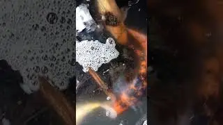 proses mengawinkan ikan koi. pemula di jamin mantul