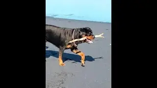 #Rottweiler