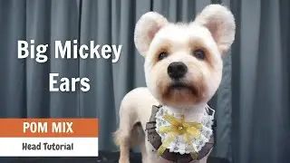 Big Mickey Ears Grooming Tutorial | ASIAN CUTE DOGS