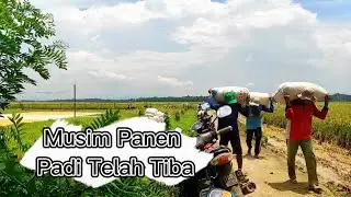 SUASANA DI PEDESAAN SAAT PANEN PADI || DENGAN MUSIK KACAPI SULING