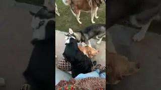 The boys gang | In-house pet stay at Mohali #home #pets #pawwnation #doglover #viral #fun #cat #dog