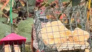 Highlight VIDEO CAM - Backyard Variety of Wild Birds #pnw #wildbirds #backyardbirdwatching