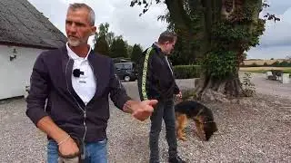 ARTHUR -  NERVØS SCHÆFER, GØR AF MENNESKER OG LAVER UDFALD MOD HUNDE I onlinehund.dk 🐾