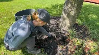 REMOVING all the WEEDS from the mulch tree garden